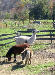 On the farm
