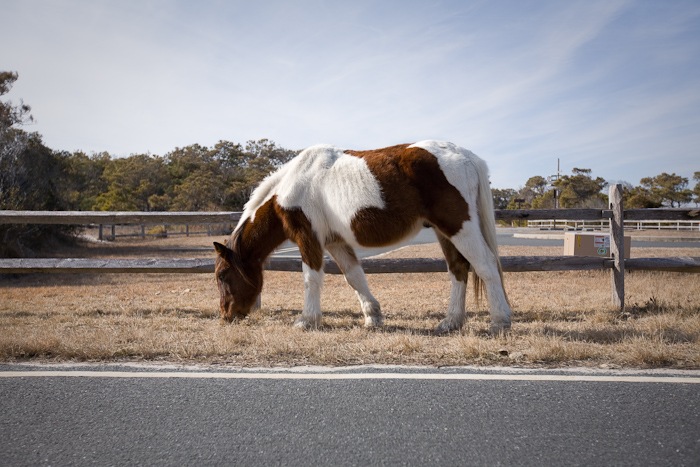 AssateagueIsland_09_02_09_07