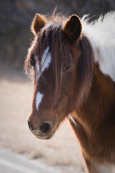 AssateagueIsland_09_02_09_16
