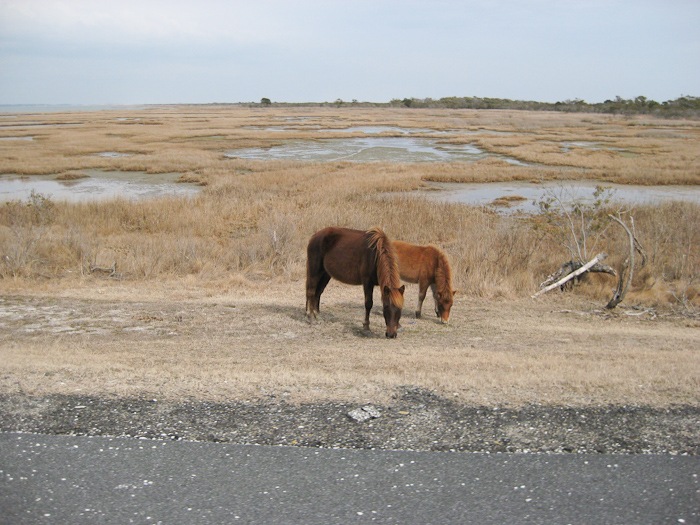 AssateagueIsland_09_02_10_03 AssateagueIsland_09_02_10_03