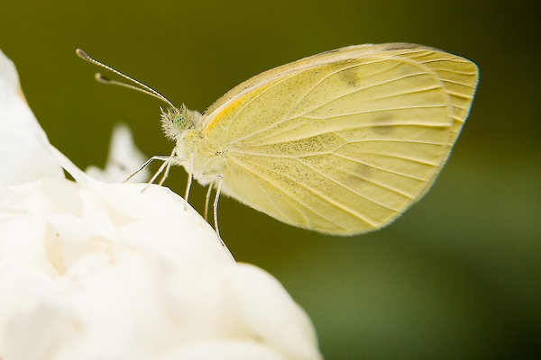 EOS 5D_0350