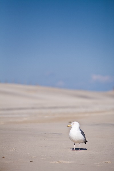 AssateagueIsland_09_02_08_11
