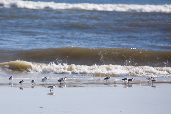 AssateagueIsland_09_02_08_16