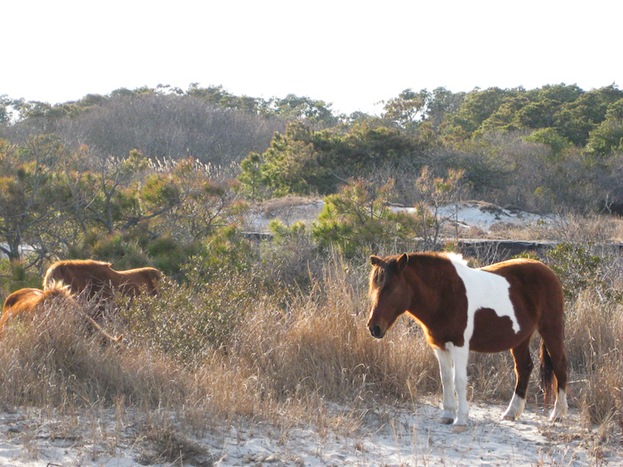 AssateagueIsland_09_02_08_23