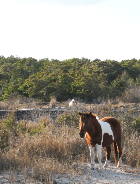AssateagueIsland_09_02_08_24