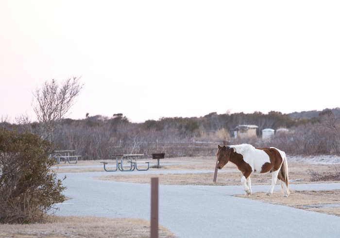 AssateagueIsland_09_02_08_29