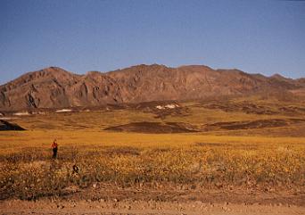 The desert blooms