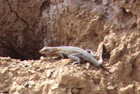 The lizard